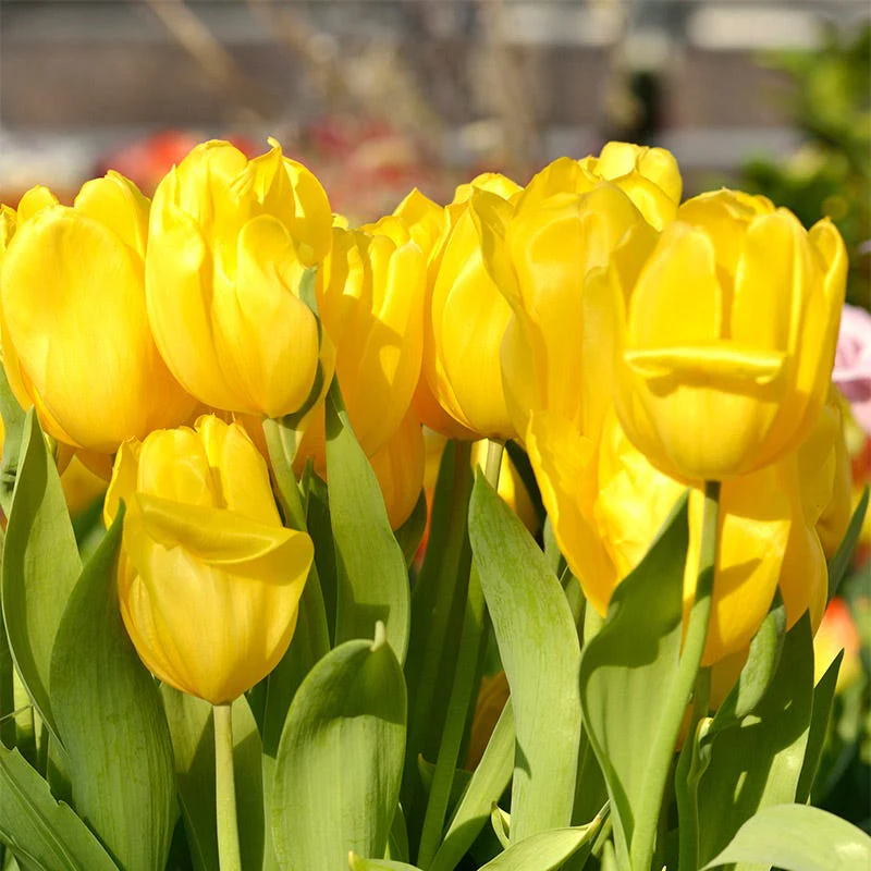 Sweet Treats Tulip Bulb Collection - Image 5