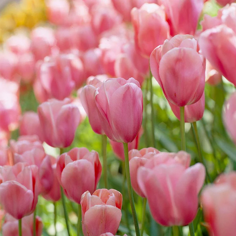 Tickled Pink Tulip Flower Bulb Collection - Image 4