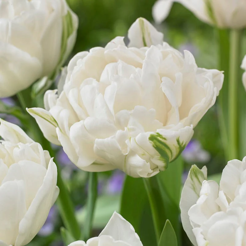 Tickled Pink Tulip Flower Bulb Collection - Image 5