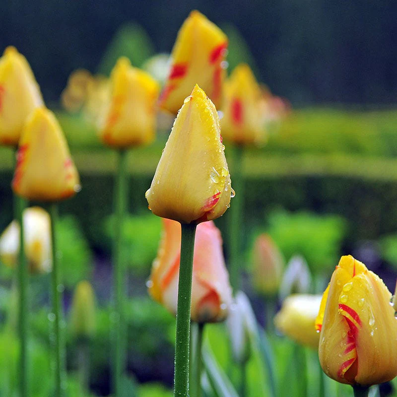 World Expression Single Late Tulip - Image 2