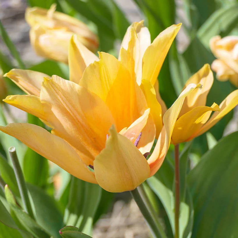 Shogun Wild Tulip - Image 3