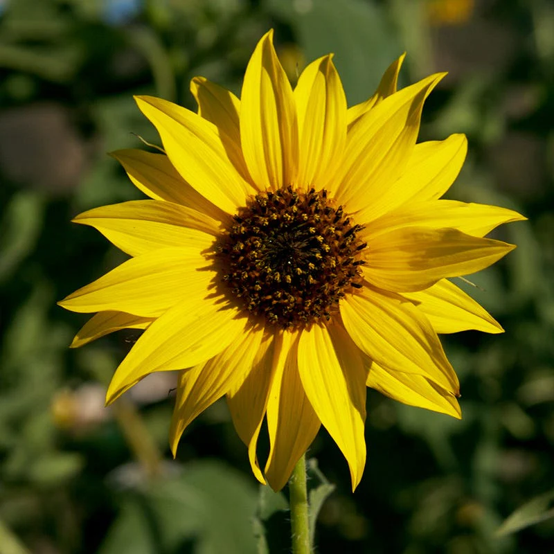 Feed The Bees Bloom Booster Seed Packet Set - Image 5