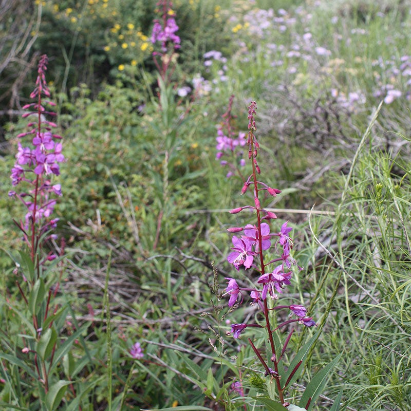 Fireweed Seeds - Image 3