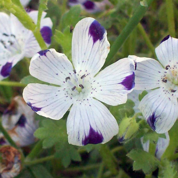 Five Spot Seeds - Image 2