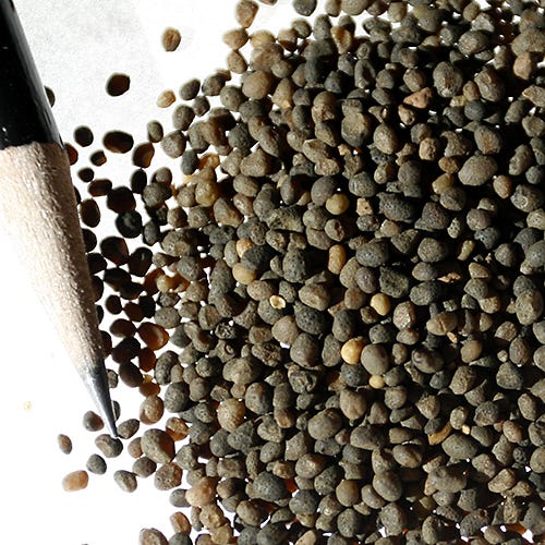 Five Spot Seeds - Image 3