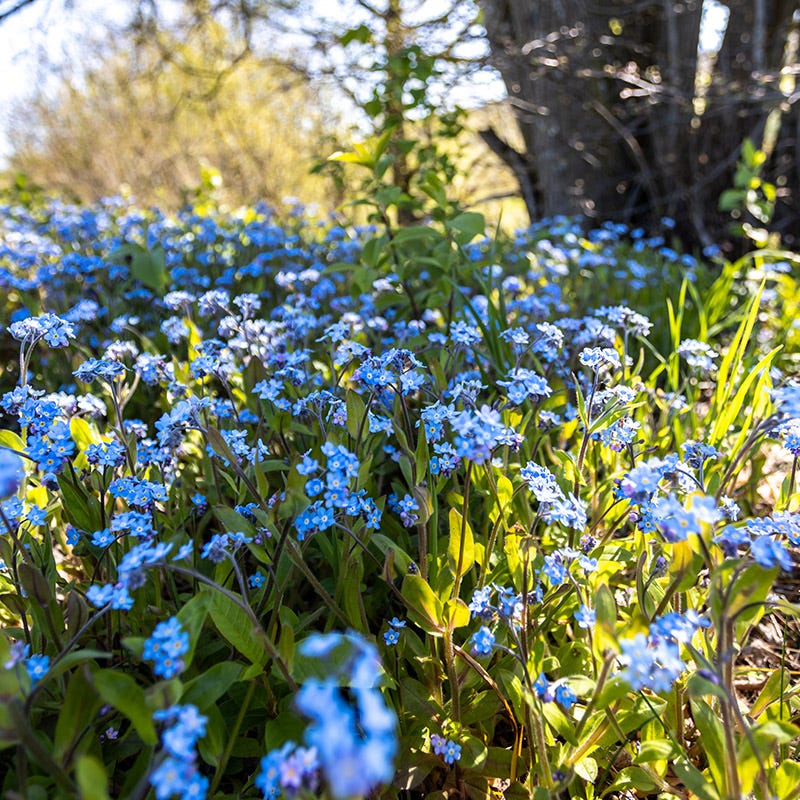 Forget-Me-Not Seeds - Image 2