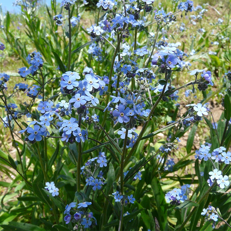 Forget-Me-Not Seeds - Image 3