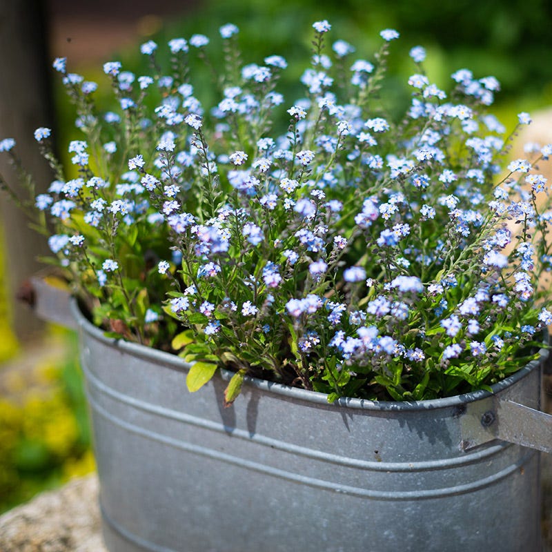 Forget-Me-Not Seeds - Image 4