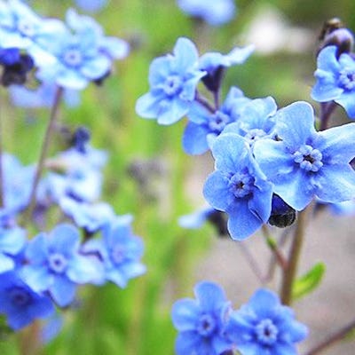 Forget Us Not Seed Packet - Image 2