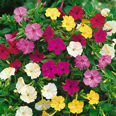 Four O'Clock Seed Mix - Image 2