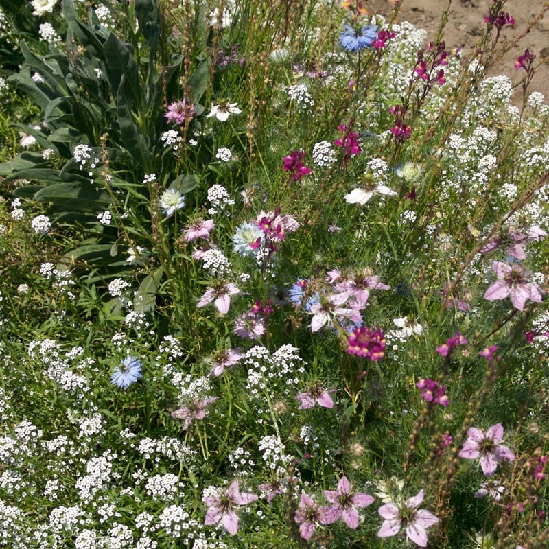 Fragrant Wildflower Seed Mix - Image 2