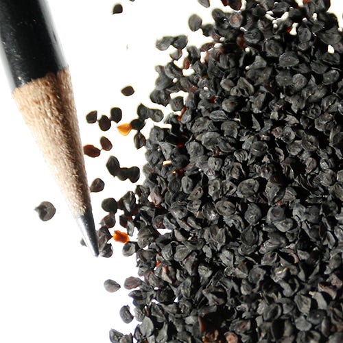 Fringed Pink Seeds - Image 2