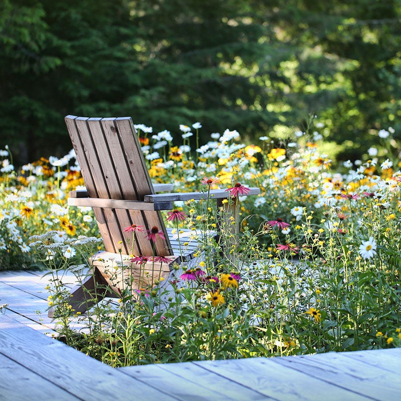 Mini Meadows: Grow A Little Patch Of Colorful Flowers Anywhere Around Your Yard - Image 4