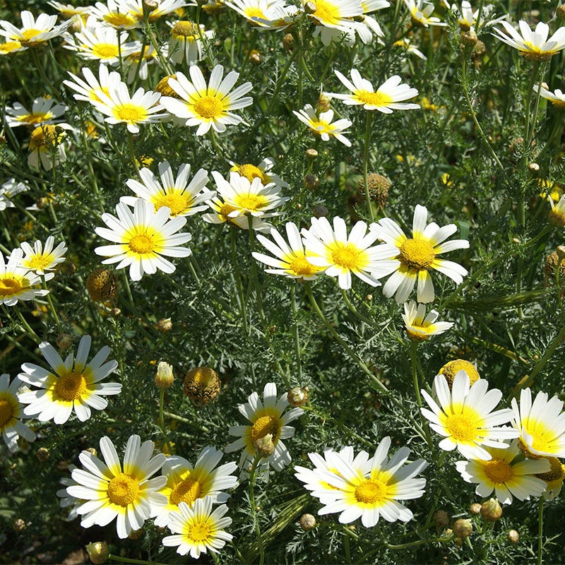 Garland Daisy Seeds - Image 3