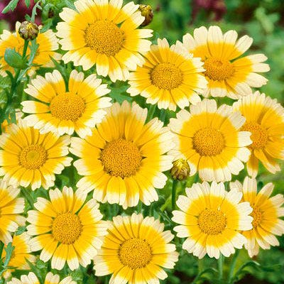 Garland Daisy Seeds - Image 4
