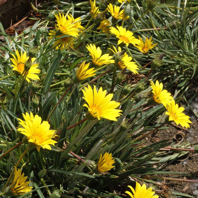 Colorado Gold Gazania Seeds - Image 3