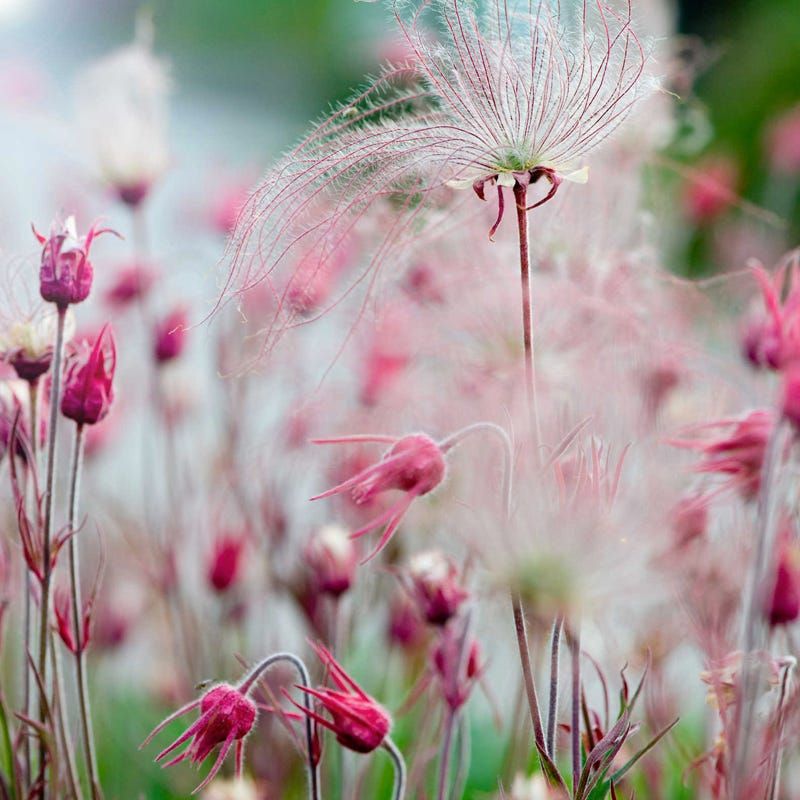 Prairie Smoke Seeds - Image 3