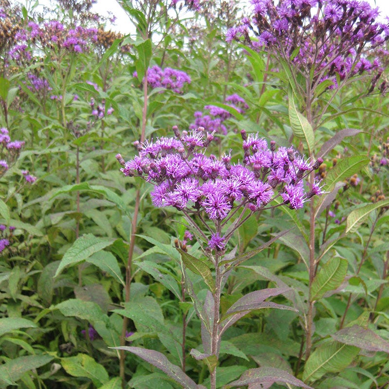 Giant Ironweed Seeds - Image 2
