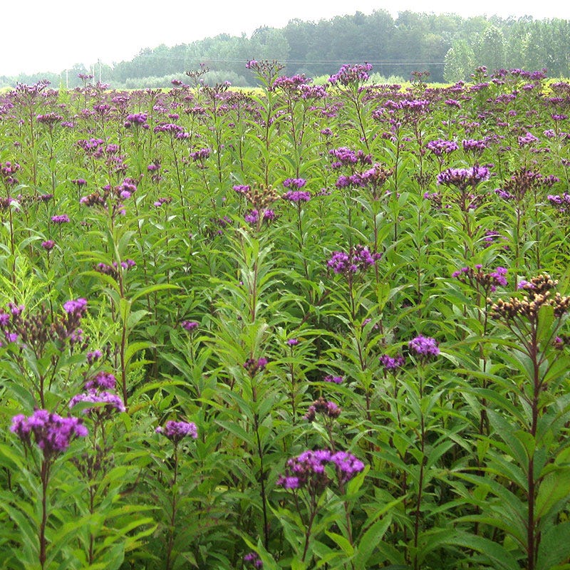 Giant Ironweed Seeds - Image 4