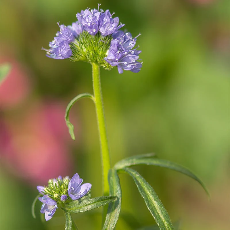 Globe Gilia Seeds - Image 3