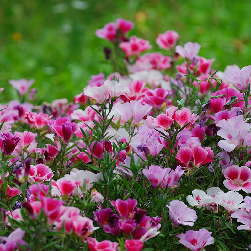 Godetia Seeds - Image 3
