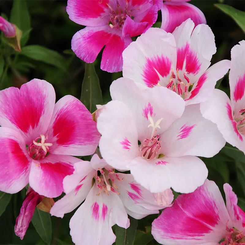 Godetia Seeds - Image 4