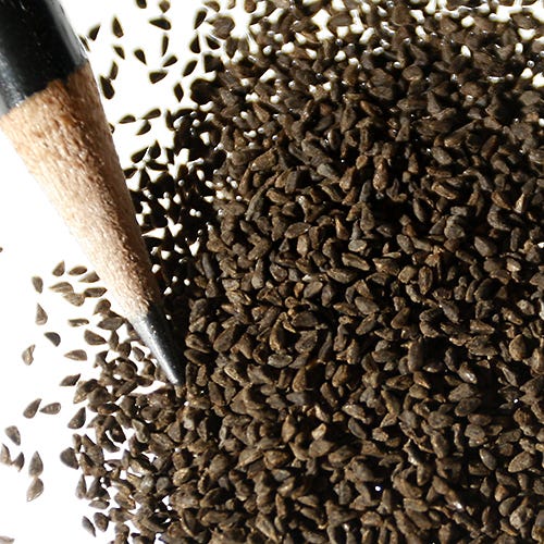 Godetia Seeds - Image 6