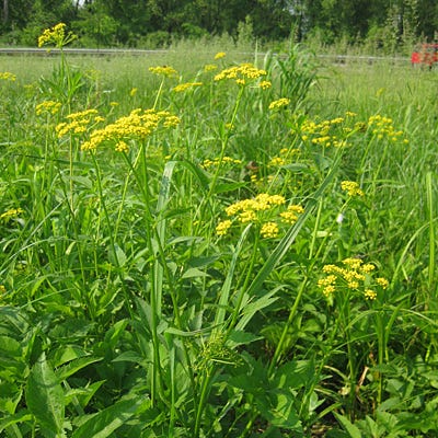 Golden Alexander Seeds - Image 2