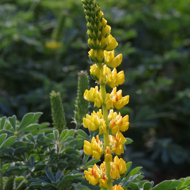 Golden Lupine Seeds - Image 2