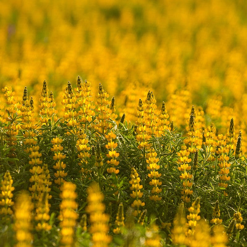 Golden Lupine Seeds - Image 3