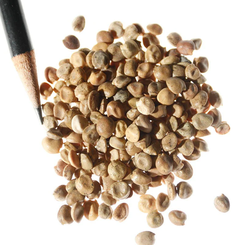 Golden Lupine Seeds - Image 4