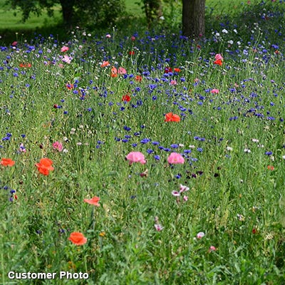 Golf Course Quick Color Wildflower Seed Mix - Image 3