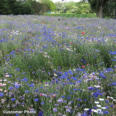 Golf Course Quick Color Wildflower Seed Mix - Image 7