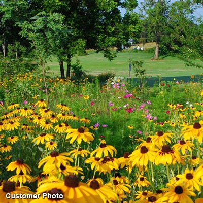 Golf Course Sustainability Wildflower Seed Mix - Image 7