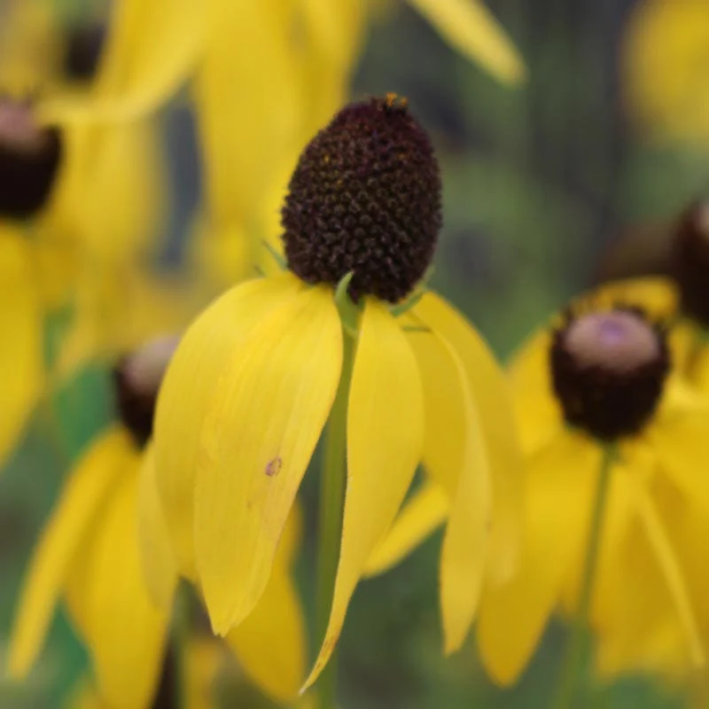 Grey Headed Coneflower Seeds - Image 5