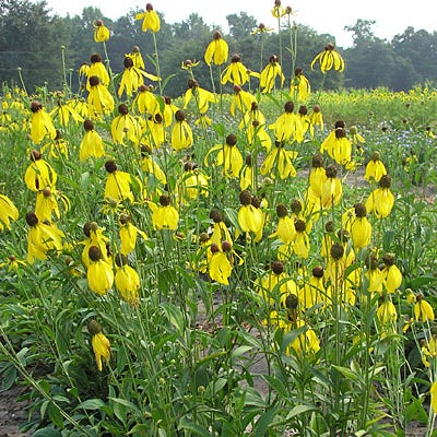 Grey Headed Coneflower Seeds - Image 7