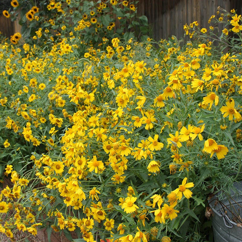 Dwarf Helenium Seeds - Image 3