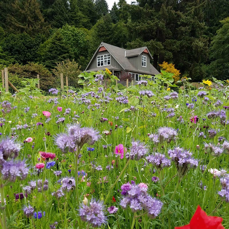 Honey Bee Wildflower Seed Mix - Image 2