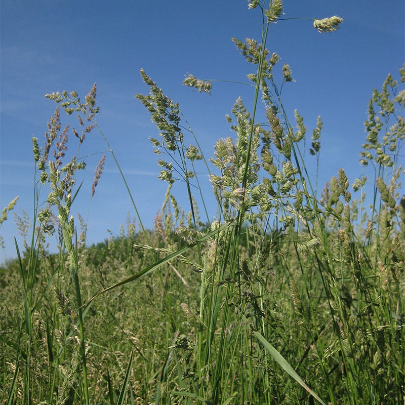 Horse Pasture and Hay Seed Mix - Image 2