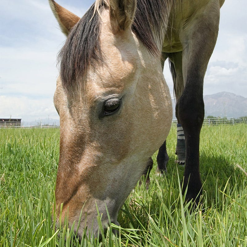 Horse Pasture and Hay Seed Mix - Image 3