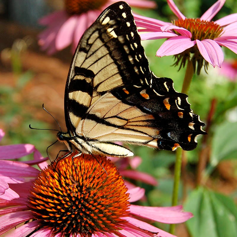 Hummingbird Nectar Wildflower Seed Mix - Image 2
