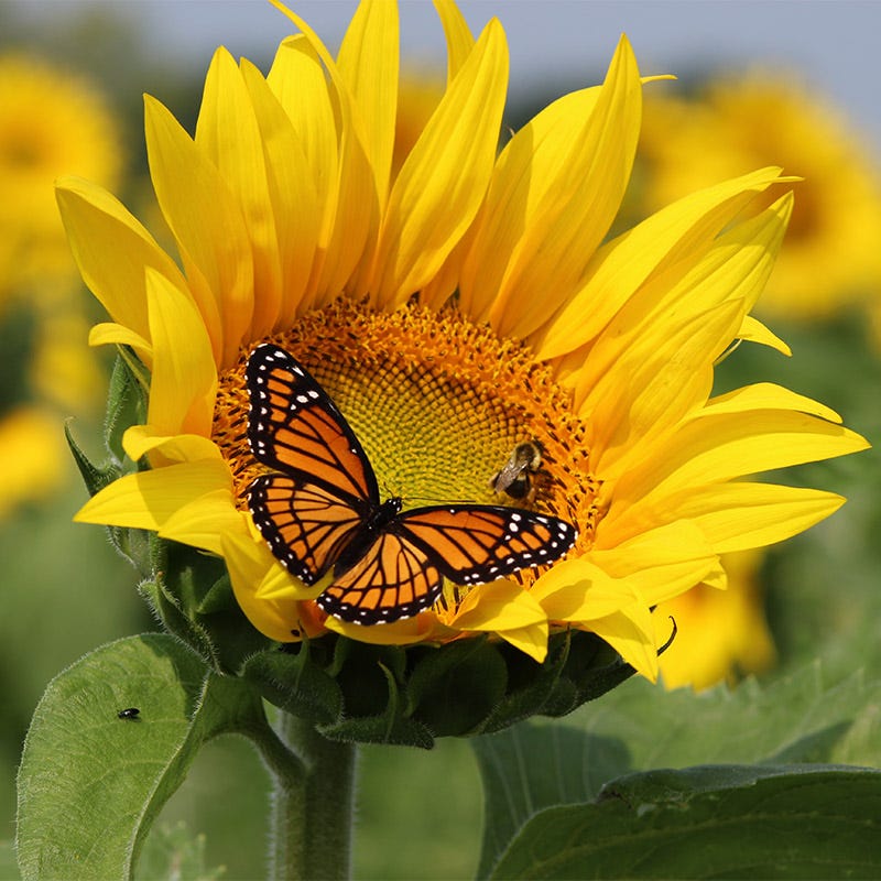 Hummingbird Nectar Wildflower Seed Mix - Image 4