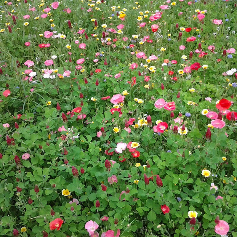 Hummingbird Nectar Wildflower Seed Mix - Image 5
