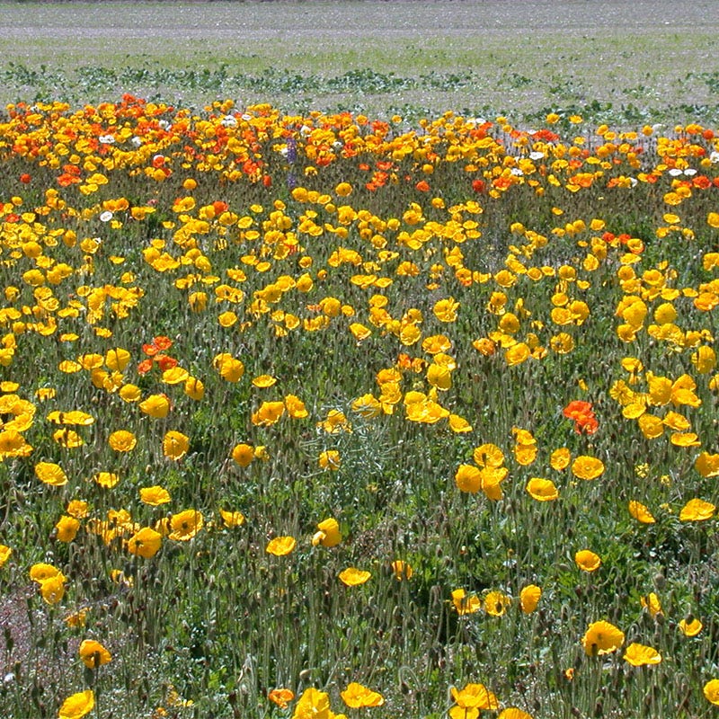 Iceland Poppy Seeds - Image 5
