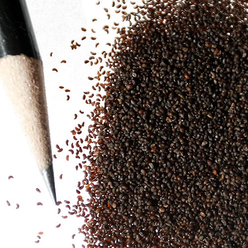 Iceland Poppy Seeds - Image 6
