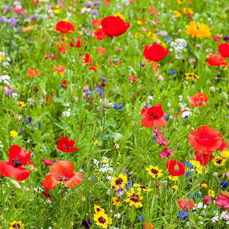 Illinois Select Wildflower Seed Mix - Image 2