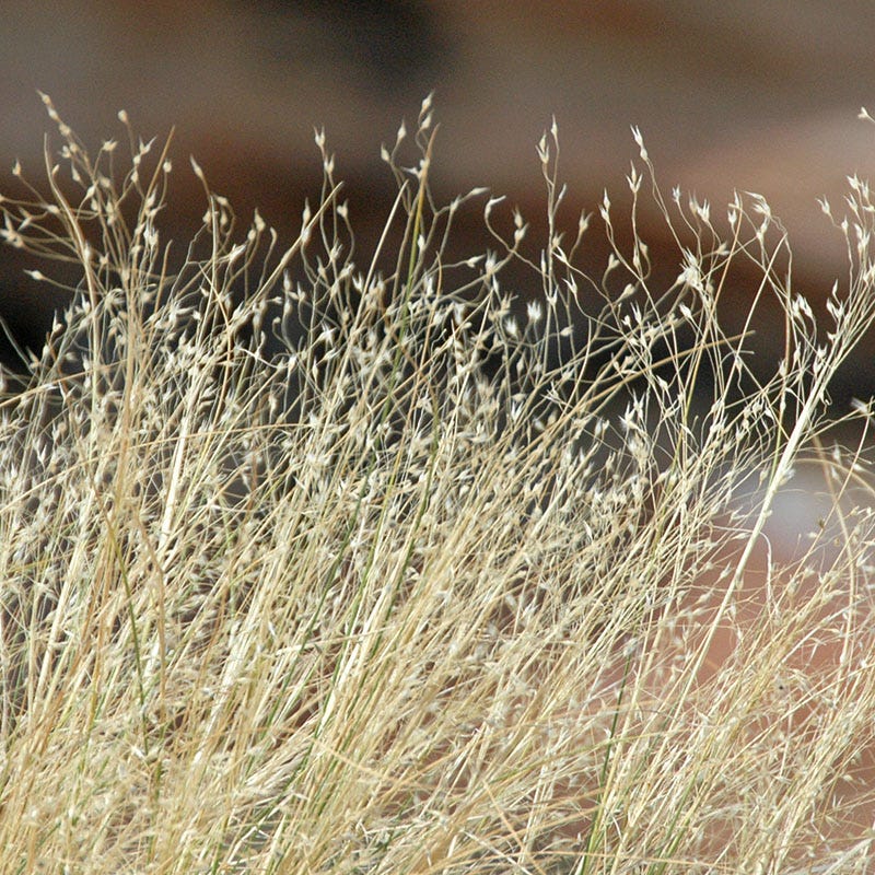 Indian Ricegrass Seeds - Image 2