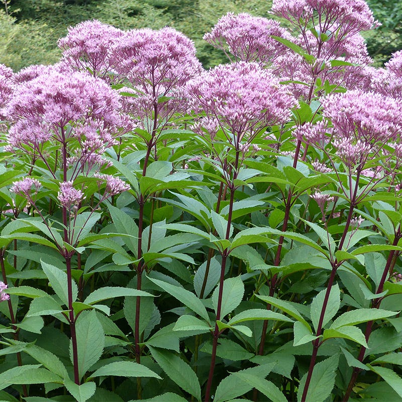 Joe Pye Weed Seeds - Image 6