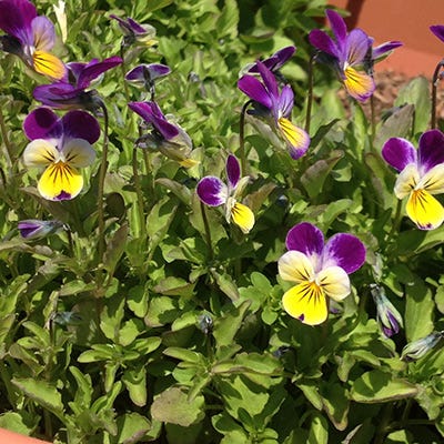 Johnny Jump Up Seeds - Image 4