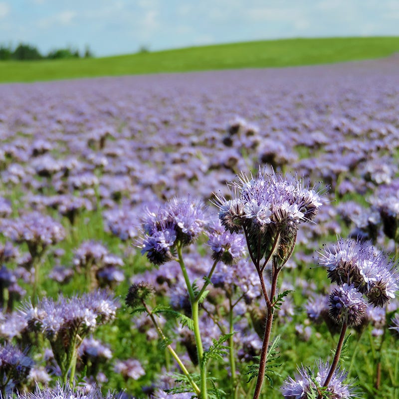 Lacy Phacelia Seeds - Image 4